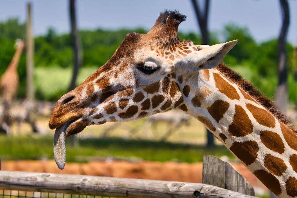 Columbus Zoo and Aquarium | 4850 W Powell Rd, Powell, OH 43065, USA | Phone: (614) 645-3400