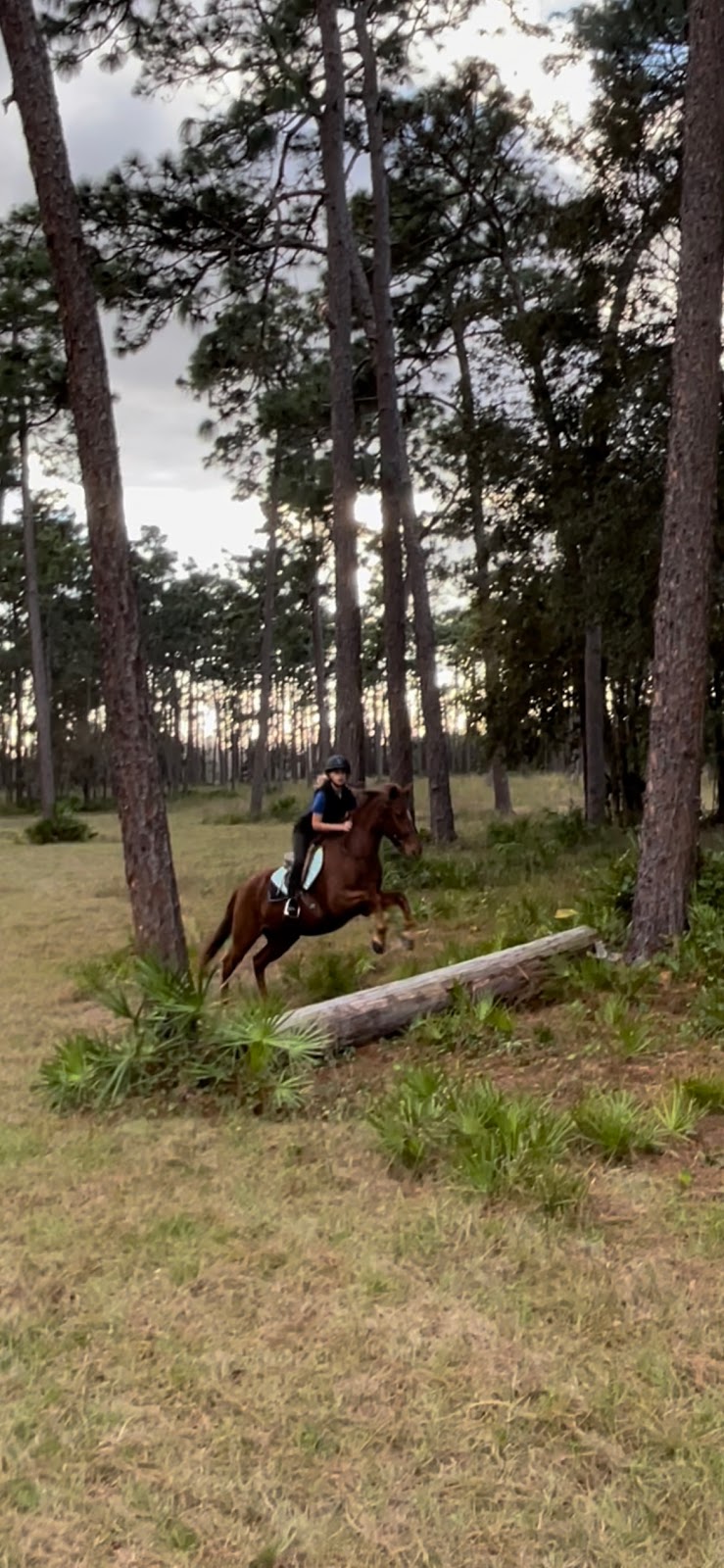 Flatwoods Equestrian Center | 9348 Sycamore Rd, Clermont, FL 34714, USA | Phone: (352) 536-5348