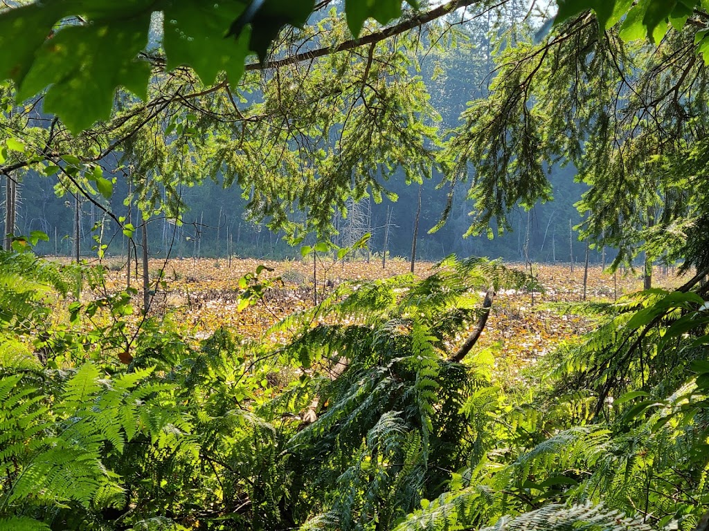 Hazel Wolf Wetlands | 24733-24739 248th Ave SE, Sammamish, WA 98075, USA | Phone: (206) 292-5907