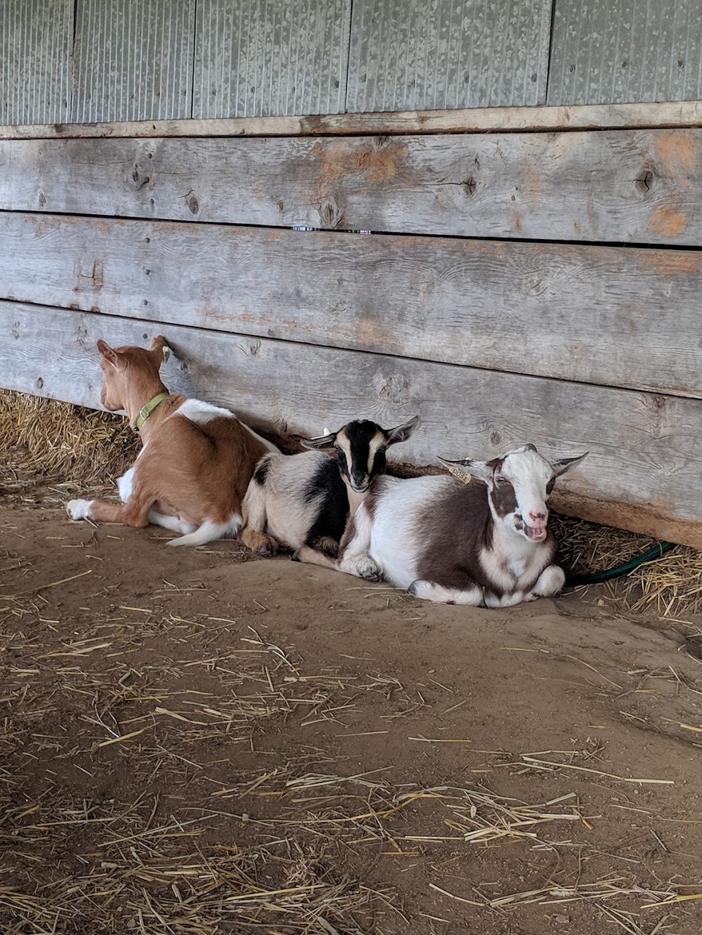 Have Ya Herd Goat Yoga & Corn Maze | 517 County Rd Ss, Roberts, WI 54023, USA | Phone: (612) 816-0722