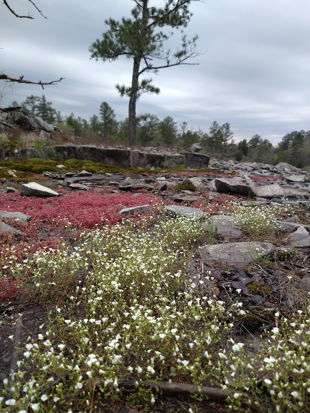 Davidson-Arabia Mountain Nature Center | Davidson-Arabia Mountain Nature Center, Stonecrest, GA 30038, USA | Phone: (770) 484-3060