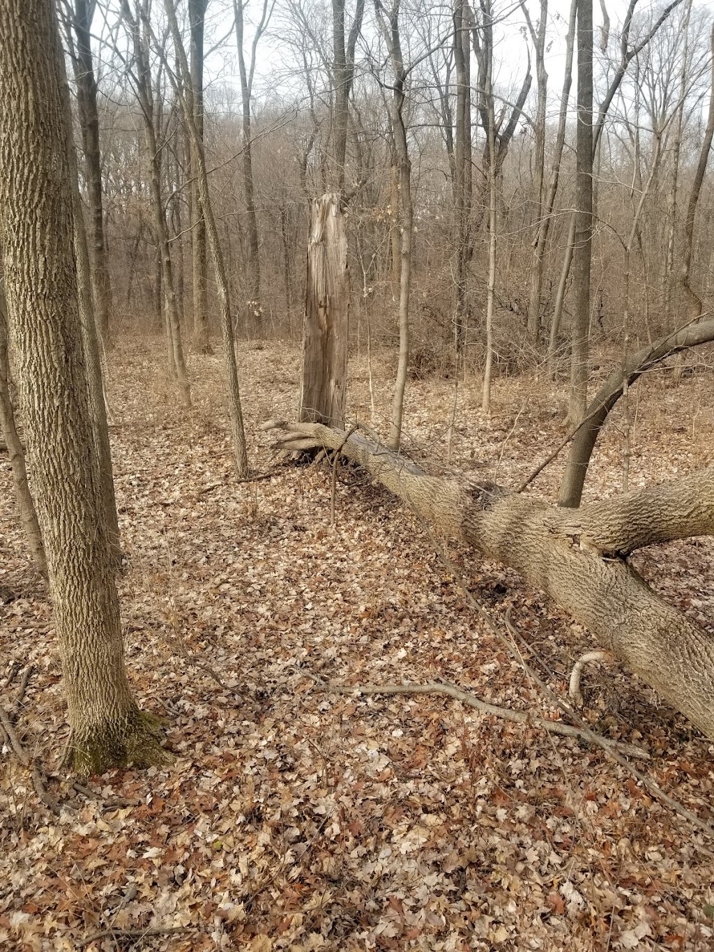 Bohm Woods Nature Preserve | Bohm School Rd, Edwardsville, IL 62025, USA | Phone: (618) 566-4451