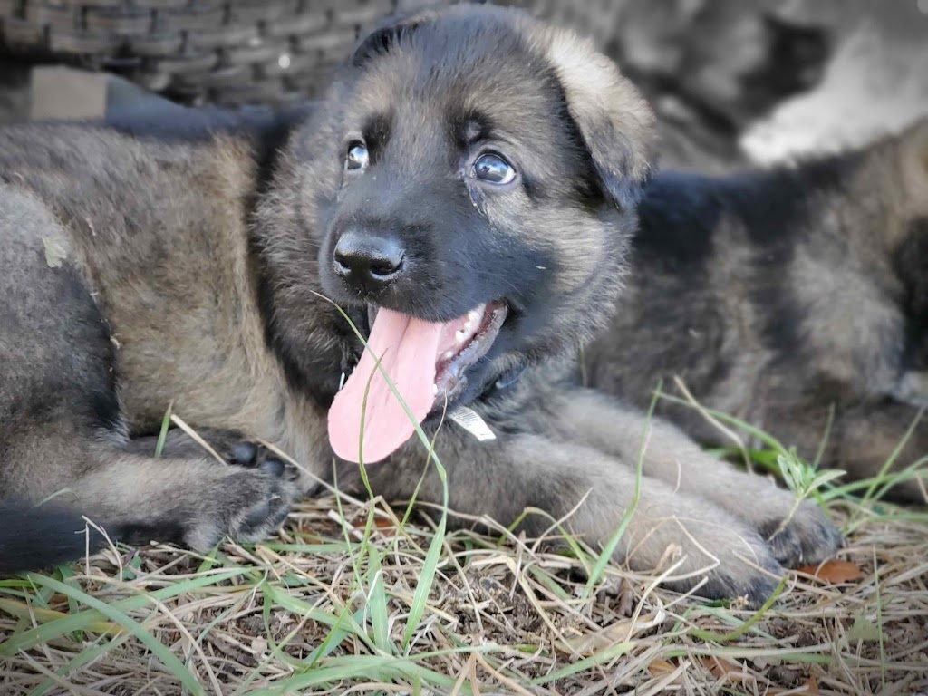 Das Fellrakete Kennels German shepherd breeder | 2800 Watkins Rd, Haines City, FL 33844 | Phone: (407) 579-9481