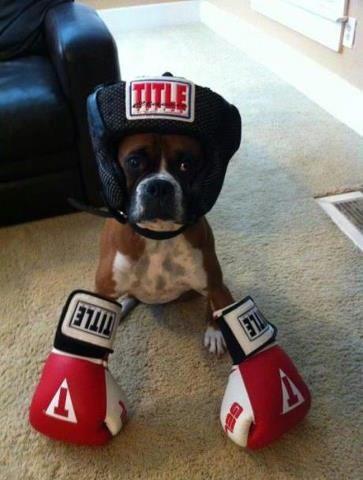 TITLE Boxing Club Loveland | 10649 Loveland Madeira Rd, Loveland, OH 45140, USA | Phone: (513) 900-9150