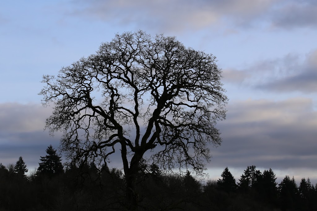 Ridgefield National Wildlife Refuge Auto Tour Start | Ridgefield, WA 98642, USA | Phone: (360) 887-4106