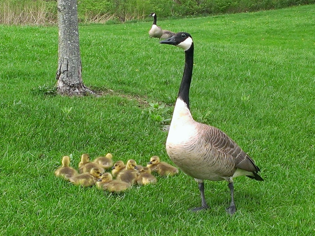 Ruthven Nature Area | 100 Huron Pkwy, Ann Arbor, MI 48105, USA | Phone: (734) 794-6230