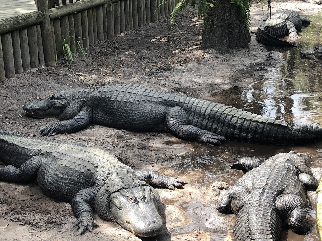 St. Augustine Alligator Farm Zoological Park | 999 Anastasia Blvd, St. Augustine, FL 32080, USA | Phone: (904) 824-3337