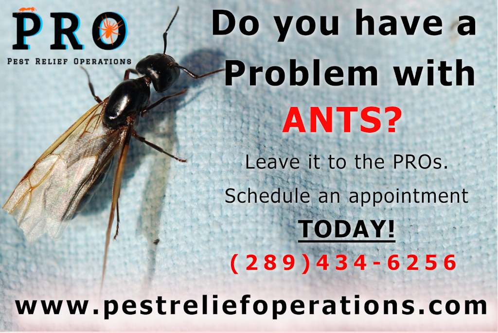 Pest Relief Operations | 267 Niagara St, St. Catharines, ON L2M 5N2, Canada | Phone: (289) 434-6256