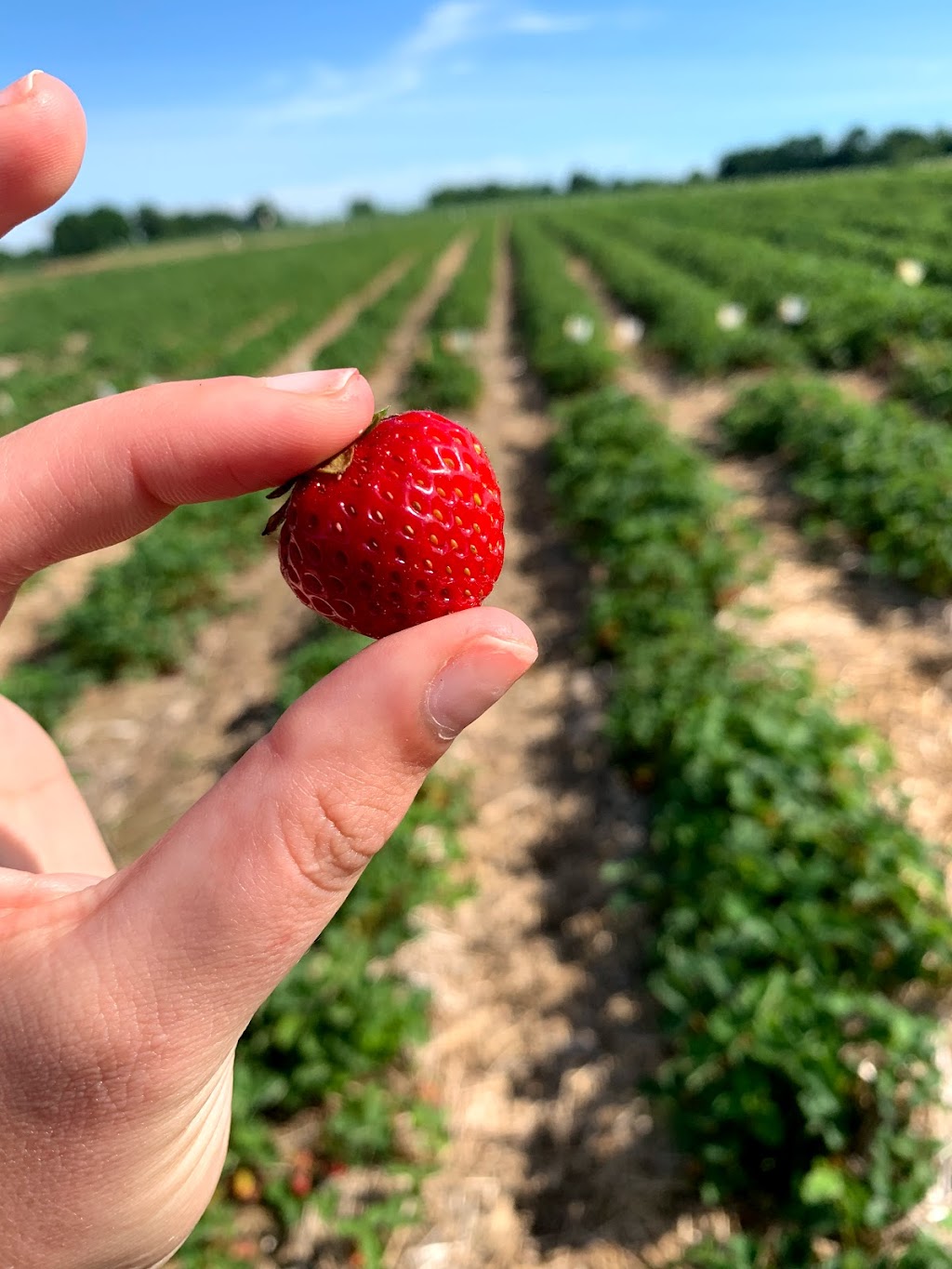 Berry Farmer | E10222 Hoot Owl Valley Road, Baraboo, WI 53913, USA | Phone: (608) 355-1965