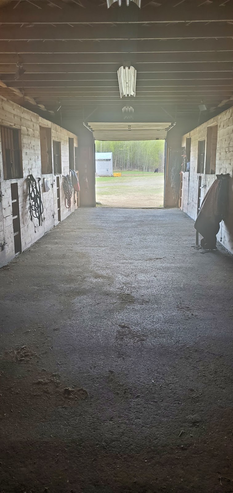Silver Legacy Stables | 1988 W Fairview Loop, Wasilla, AK 99654, USA | Phone: (907) 227-0406