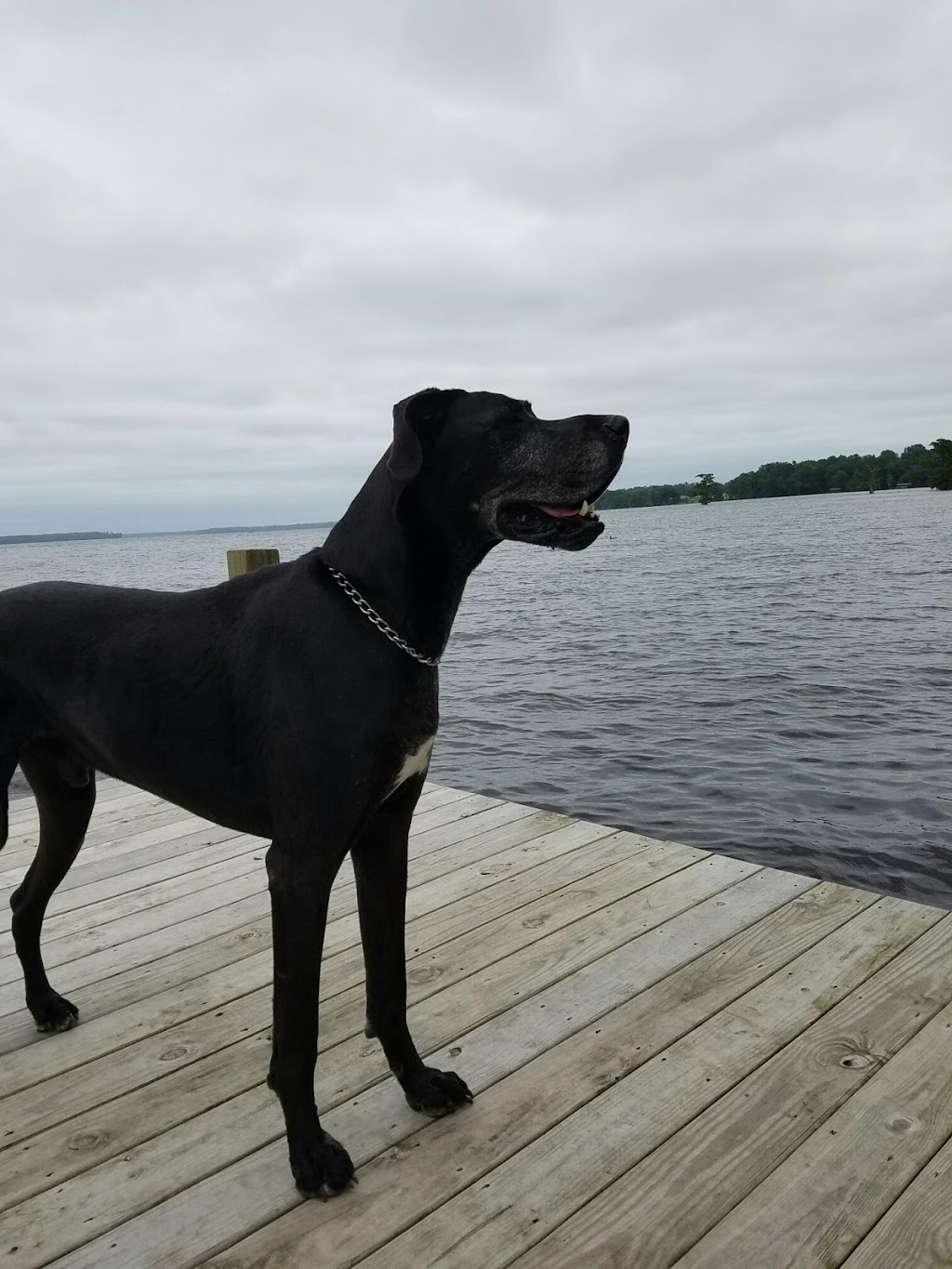 Eastern Shore Animal Hospital | 6421 Caratoke Hwy, Grandy, NC 27939, USA | Phone: (252) 453-8200