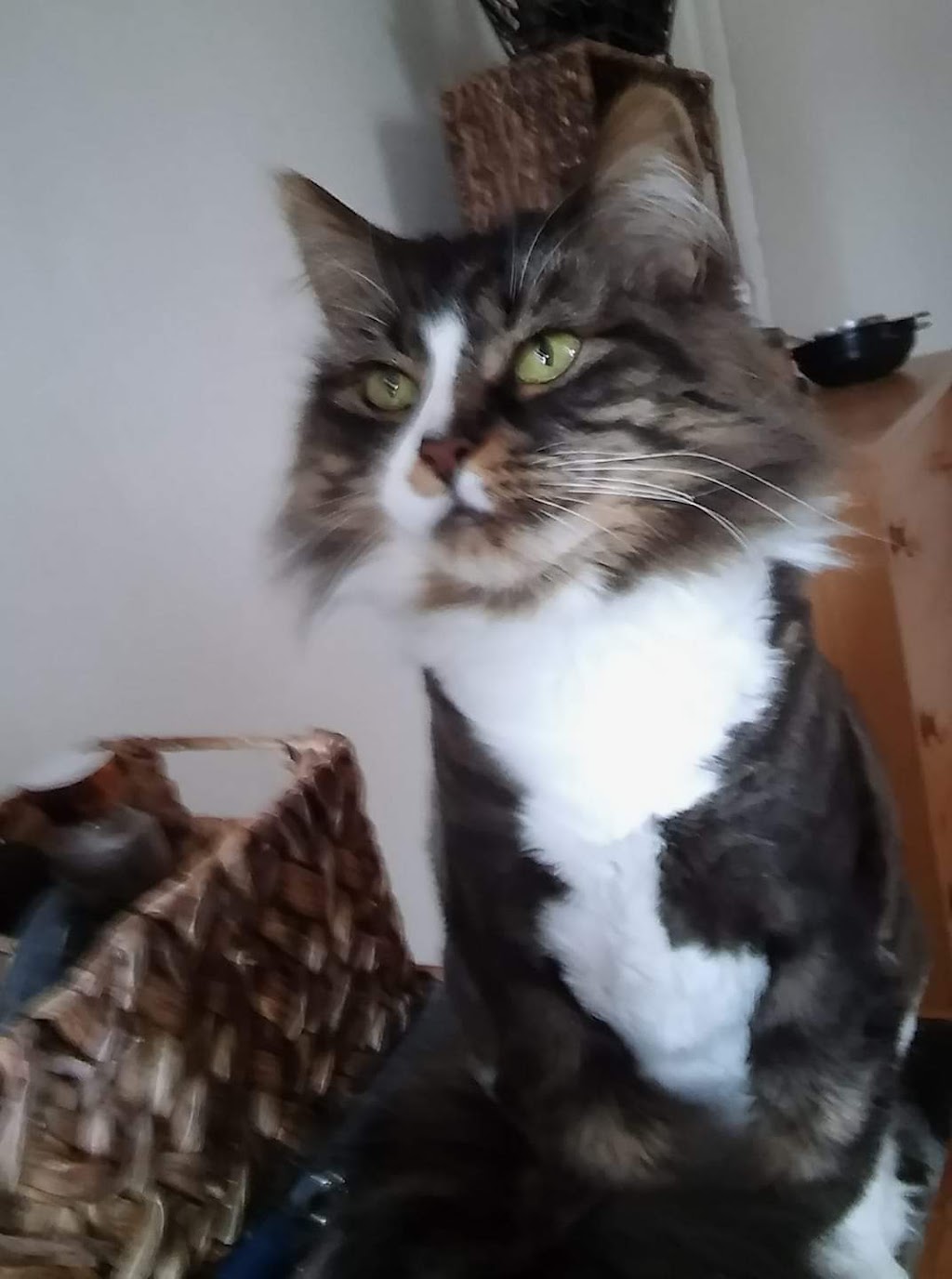 Gregs Grooming | 306 Delaware Ave, Albany, NY 12209, USA | Phone: (518) 463-3701