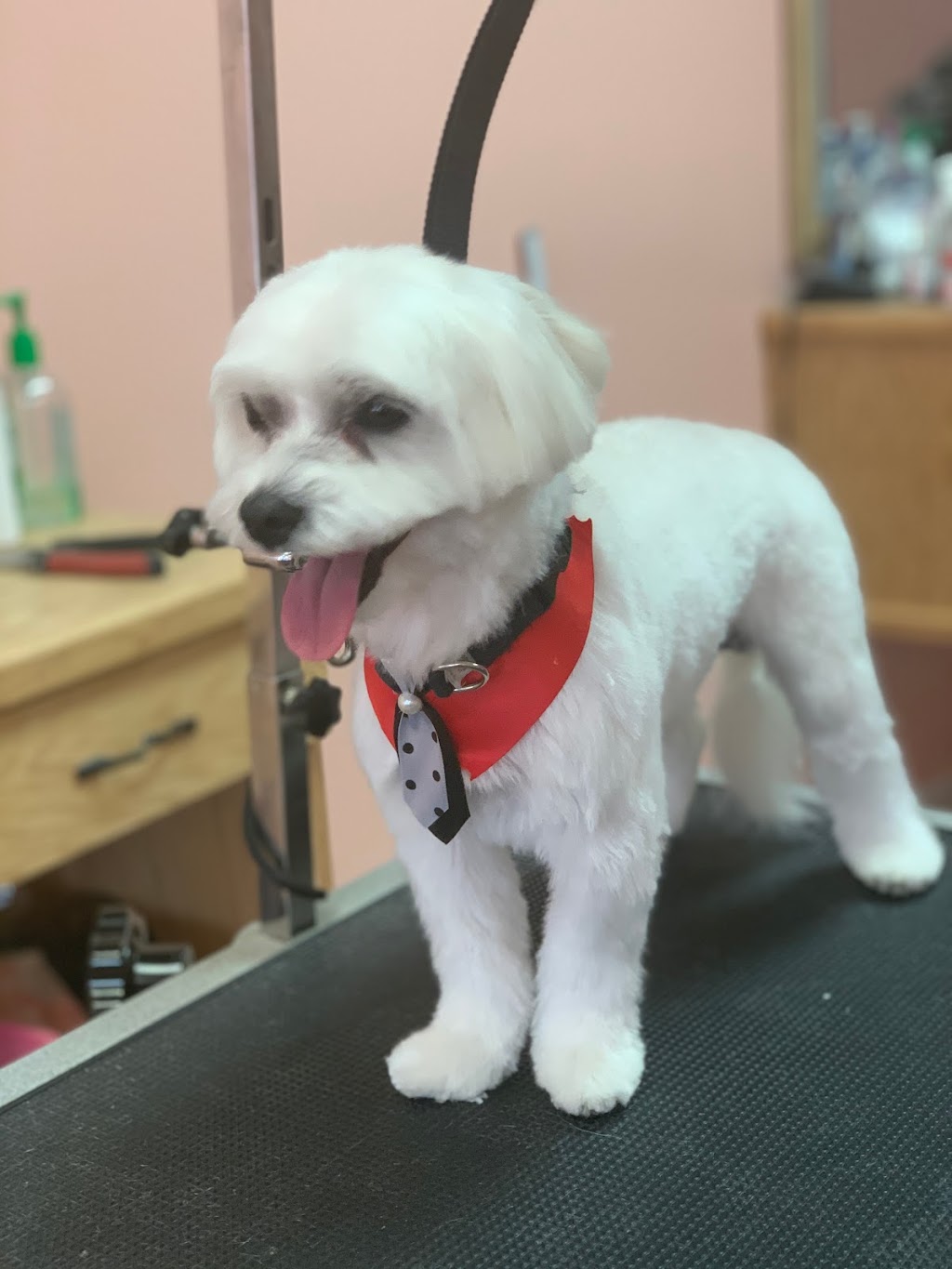 Pawfection grooming spa | Jackson St #41, South River, NJ 08882, USA | Phone: (732) 210-4544