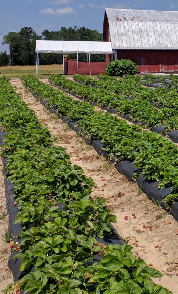 Barry’s Strawberry Farm | Cox Mill Rd, Sanford, NC 27332, USA | Phone: (919) 258-3606