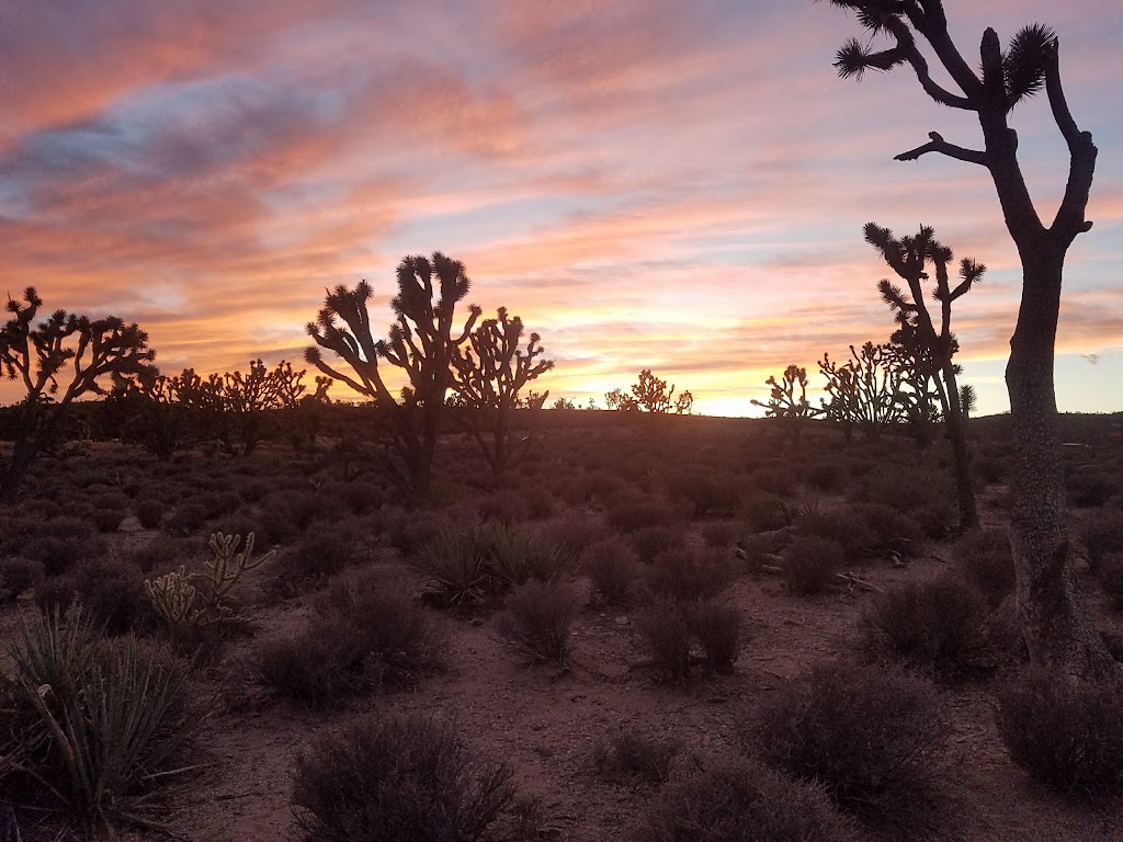 Mount Tipton Wilderness Area | Dolan Springs, AZ 86441, USA | Phone: (928) 718-3700