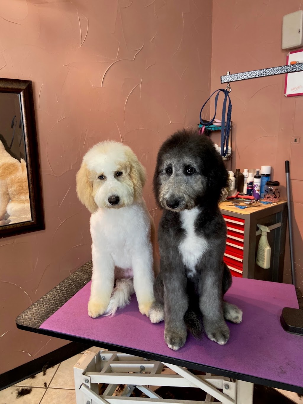 Fur Friends Pet Salon | 5180 Eldorado Pkwy STE 203, McKinney, TX 75070, USA | Phone: (469) 422-6062