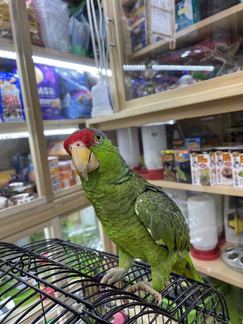 Quetzal Bird Shop | 1219 Cypress Ave, Los Angeles, CA 90065, USA | Phone: (323) 516-0098