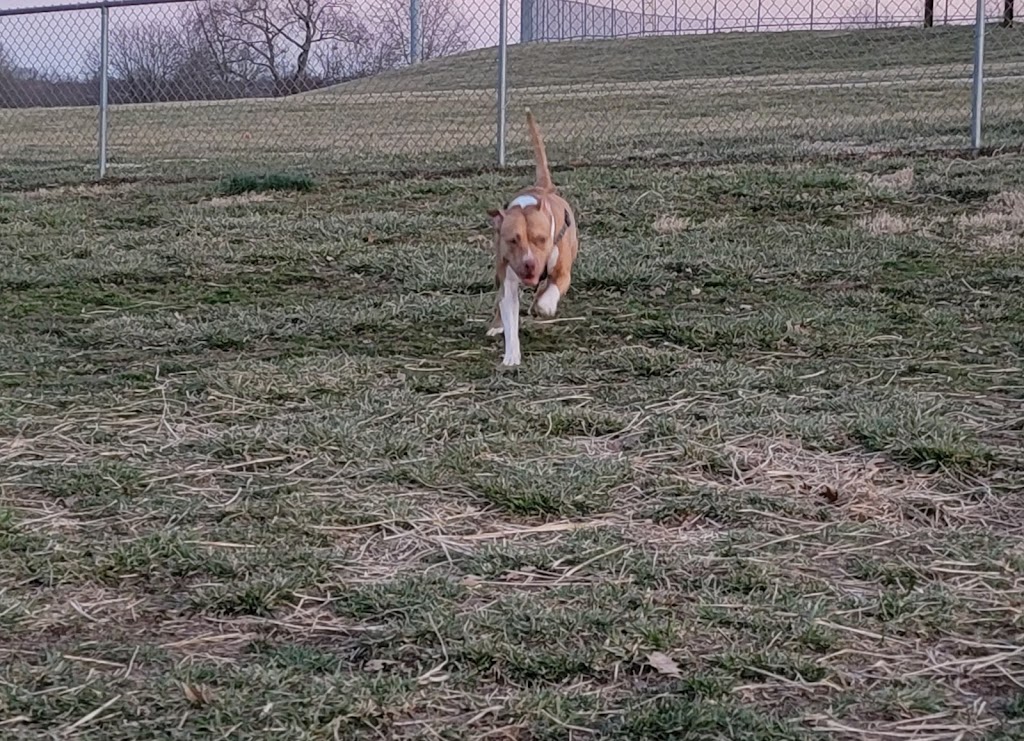 Scott County Dog Park | Cardinal Dr, Georgetown, KY 40324, USA | Phone: (502) 863-7865