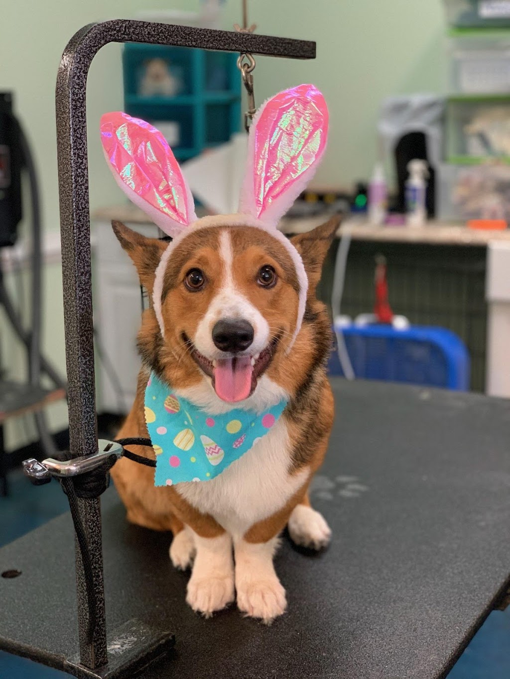 Lucky Pups Pet Wash | 3916 Portsmouth Blvd, Chesapeake, VA 23321, USA | Phone: (757) 392-3550