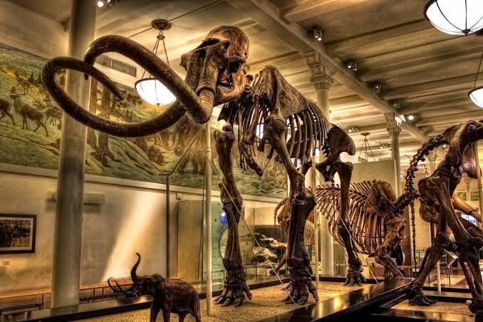 American Museum of Natural History | 200 Central Park West, New York, NY 10024, USA | Phone: (212) 769-5100