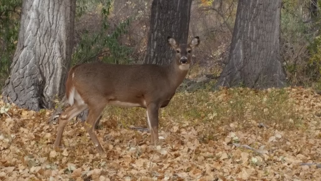 City of Cañon City Parks, Forestry and Cemetery Department | 221 Griffin Ave, Cañon City, CO 81212, USA | Phone: (719) 269-9028