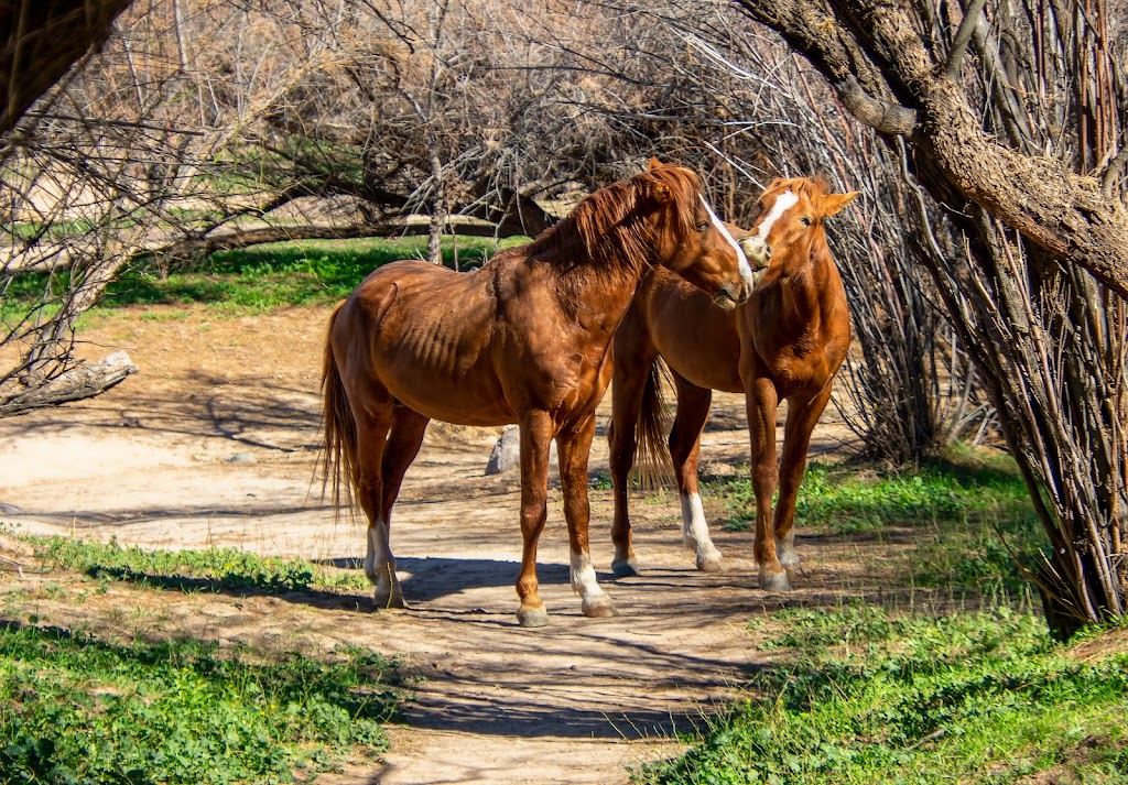 Coon Bluff Recreation Area | Coon Bluff Rd, Mesa, AZ 85215, USA | Phone: (480) 610-3300