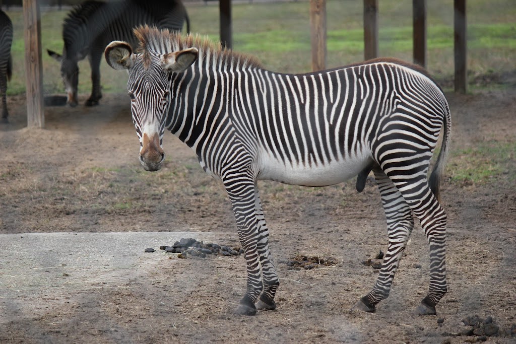 White Oak Conservation Center (Yulee, FL) | 581705 White Oak Rd, Yulee, FL 32097, USA | Phone: (904) 225-3200