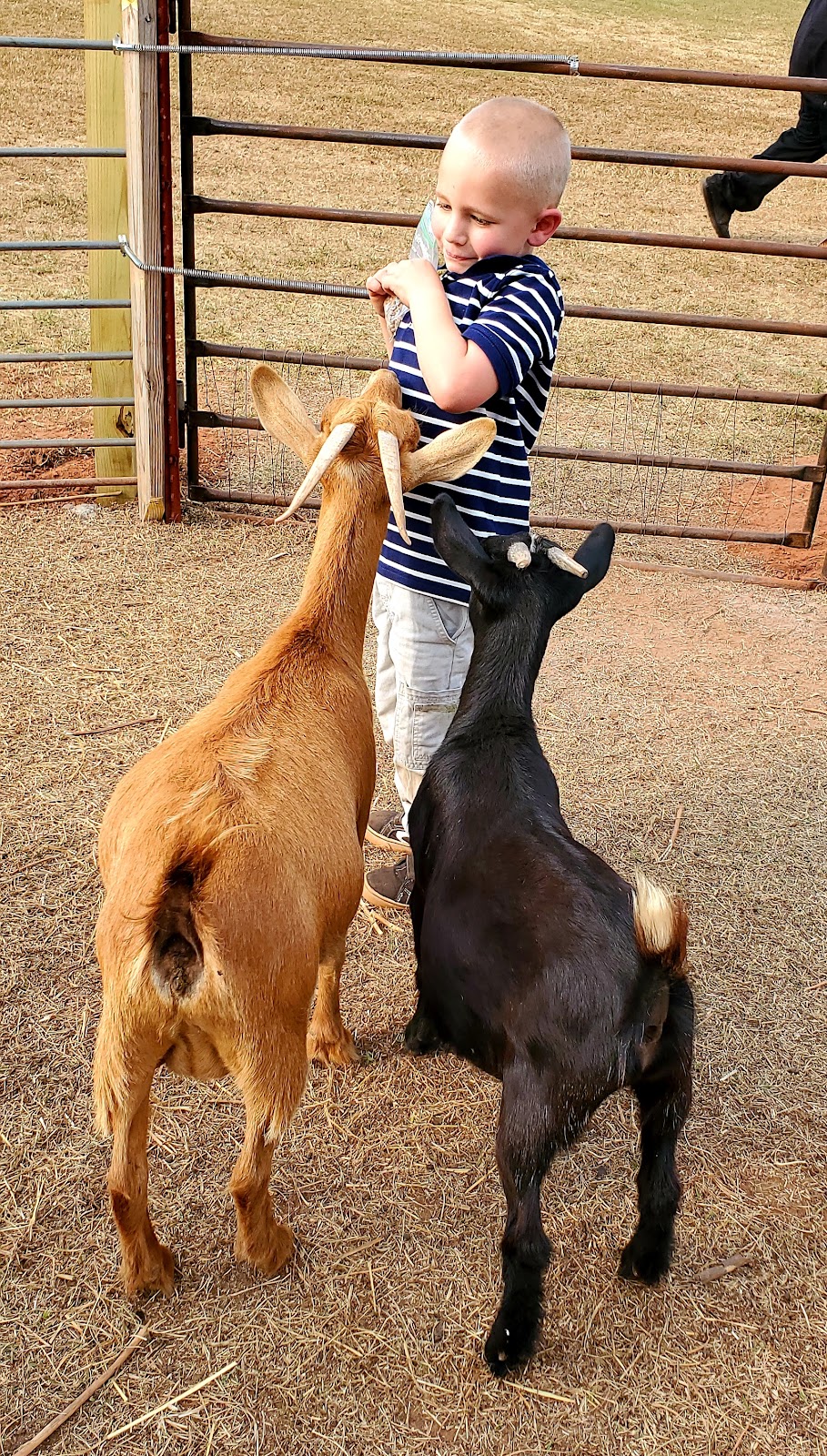 Parkhurst Pumpkin Patch | 720 S Henney Rd, Arcadia, OK 73007, USA | Phone: (405) 315-7392