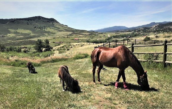 Dancing Spirit Equine Facilitated Learning and Coaching | 876 Stagecoach Trail, Lyons, CO 80540, USA | Phone: (720) 320-7237