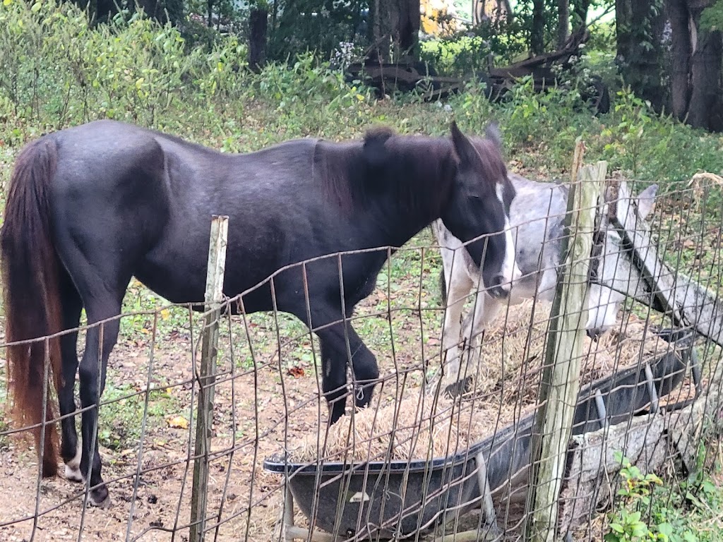 Creekview Farm Retreat Bed and Breakfast | 5177 Leipers Creek Rd, Santa Fe, TN 38482, USA | Phone: (931) 446-7993