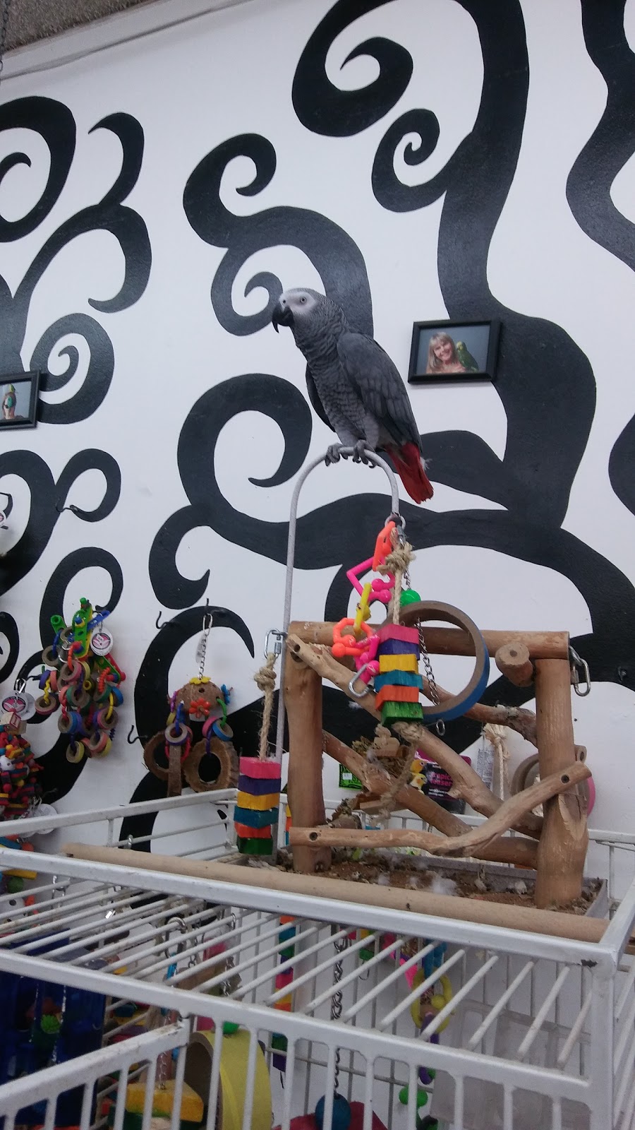 Canoga Discount Birds | 21731 Sherman Way, Canoga Park, CA 91303, USA | Phone: (818) 883-3007