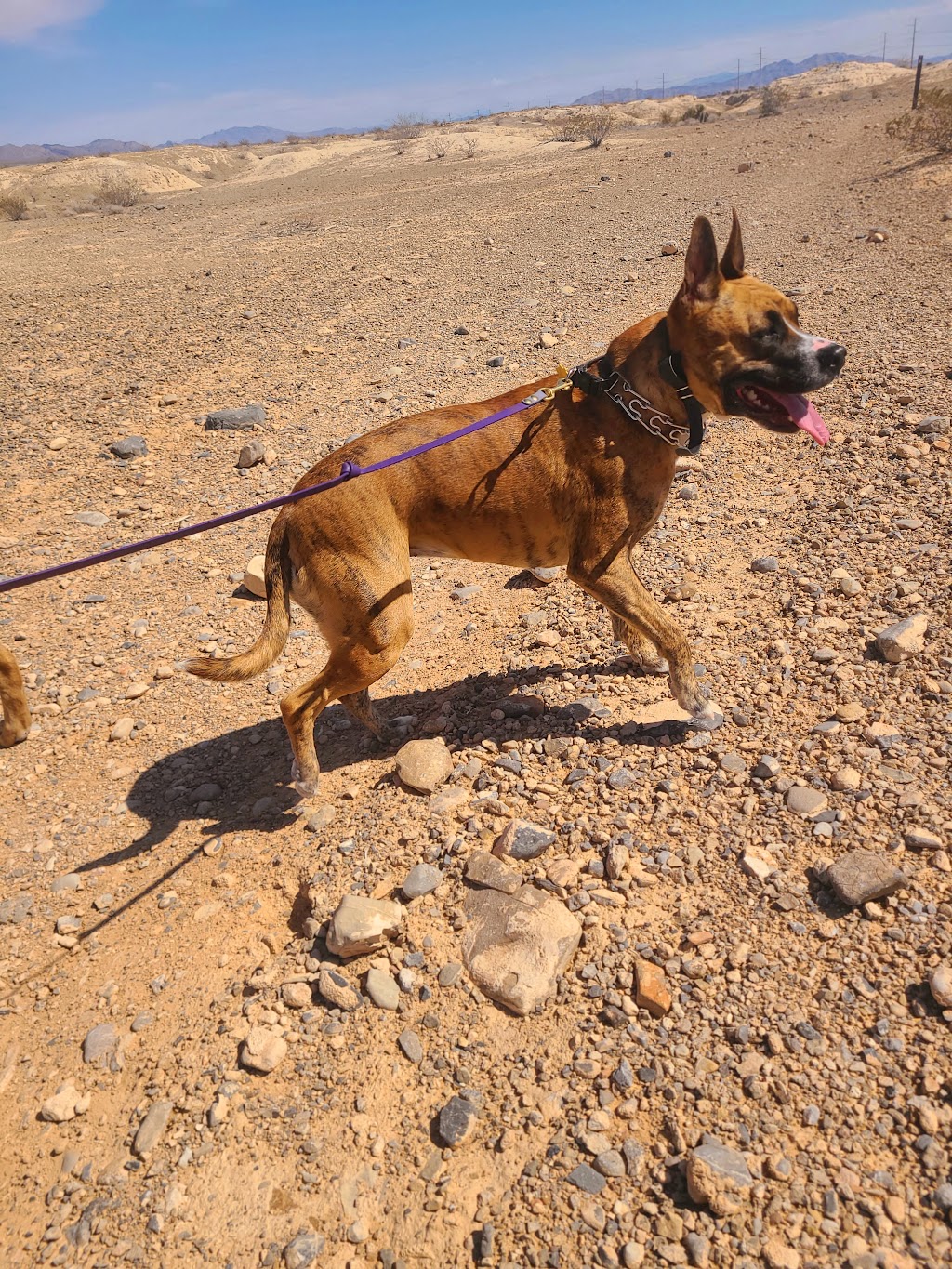 Tule Springs Fossil Beds National Monument | Las Vegas, NV 89124, USA | Phone: (702) 293-8853