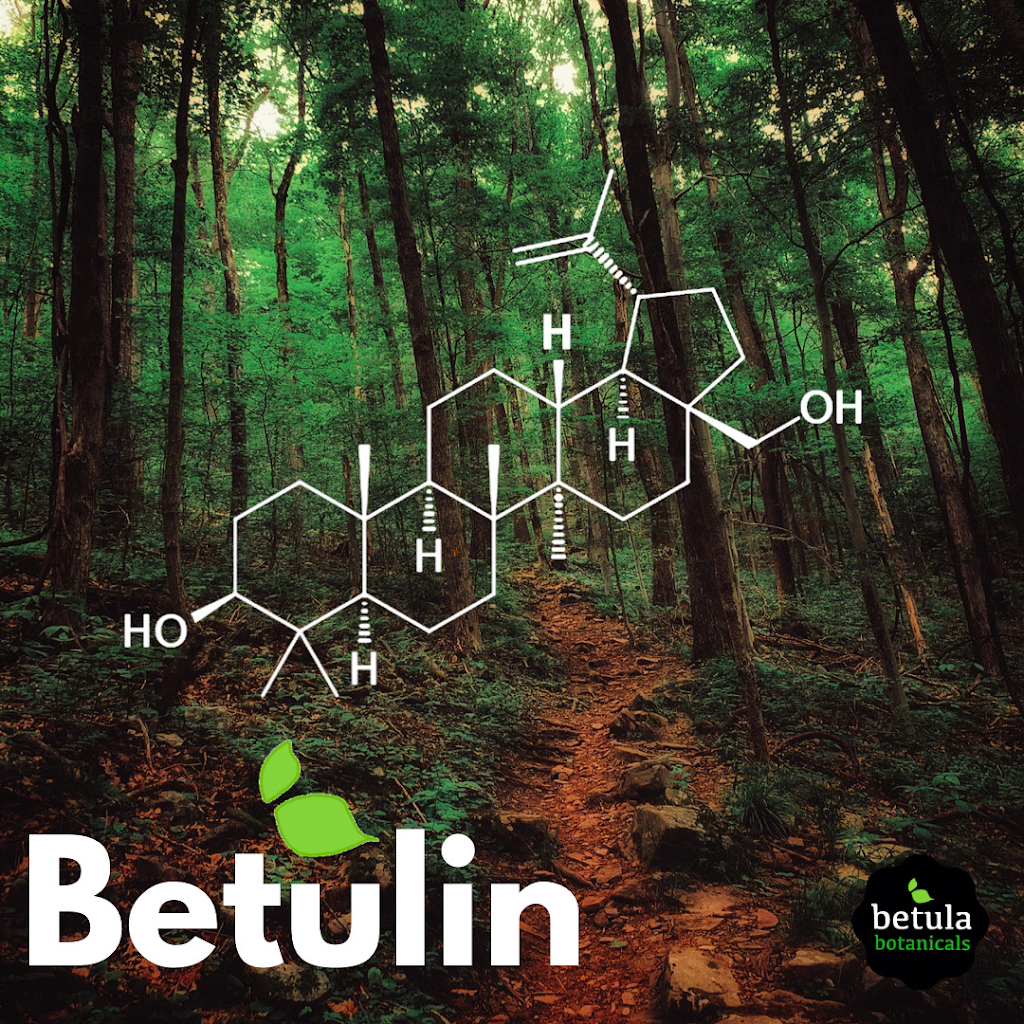 Betula Botanicals - Natural Birch Supplements | 4149 Main St, St Bonifacius, MN 55375, USA | Phone: (877) 336-9229