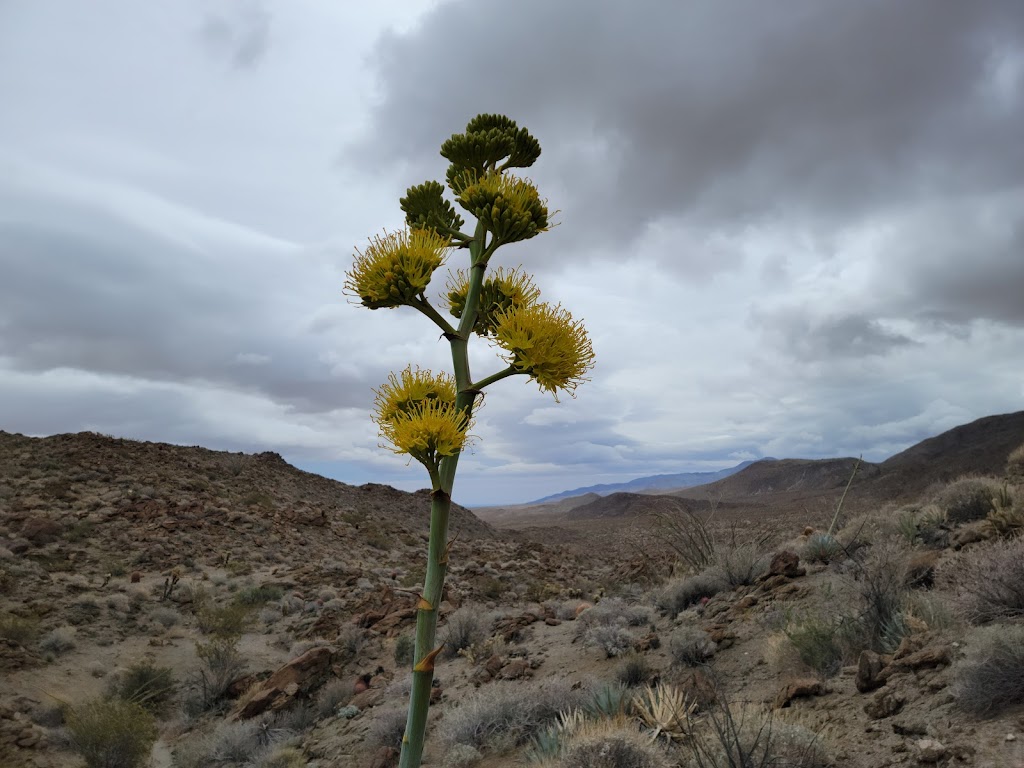 Anza Borrego State Park | Borrego Springs, CA 92004, USA | Phone: (760) 767-4205