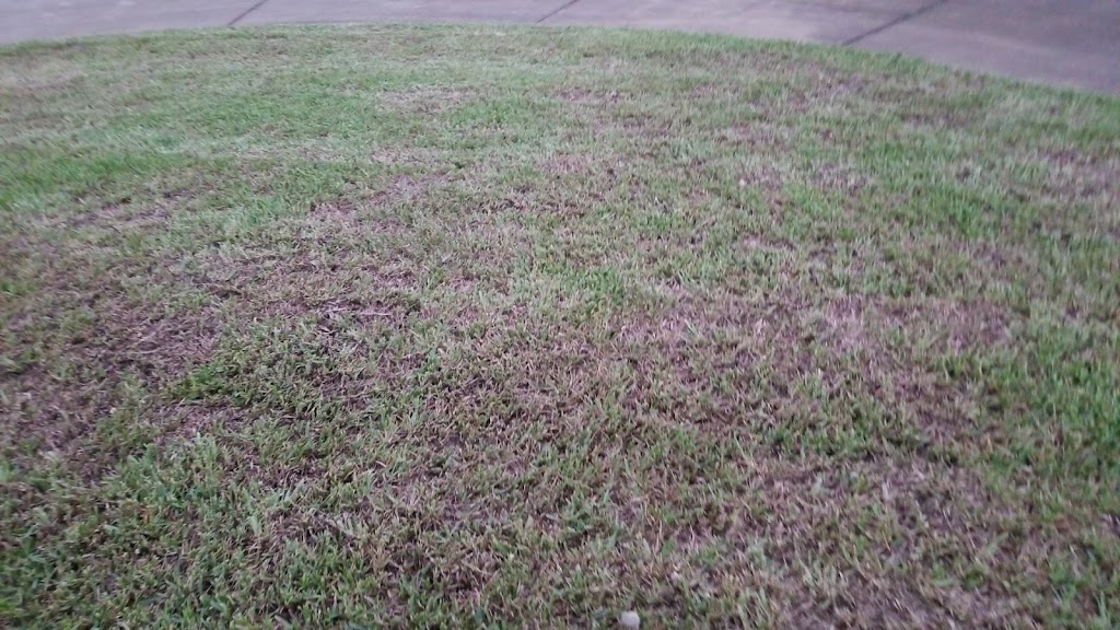 Pro Care Lawn and Pest | 5429 Ramona Blvd, Jacksonville, FL 32205 | Phone: (904) 288-8494