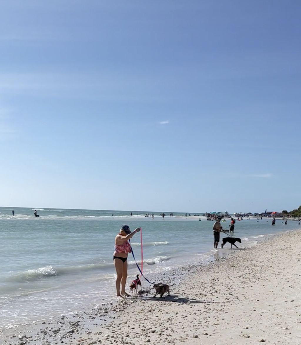 Honeymoon Island State Park Pet Beach | Honeymoon Island, Dunedin, FL 34698, USA | Phone: (727) 241-6106