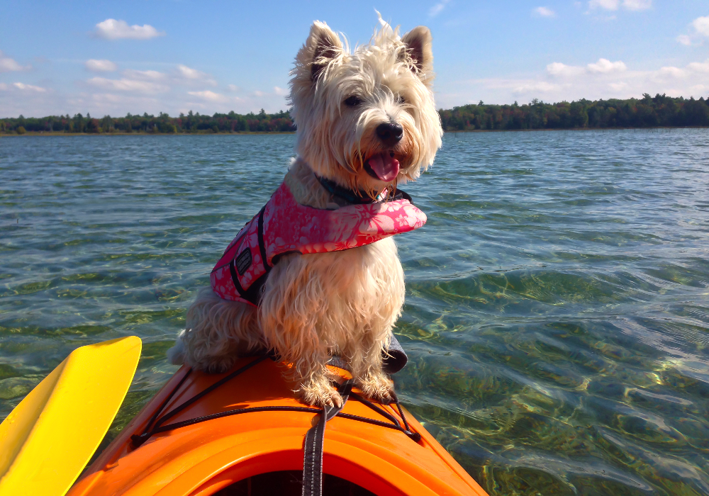 Getboards Big Bear Kayaks in Boulder Bay | 39170 Big Bear Blvd, Big Bear Lake, CA 92315, USA | Phone: (909) 878-3155