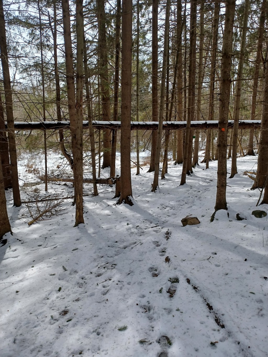 Beaver Meadow Nature Center / Buffalo Audubon Society | 1610 Welch Rd, North Java, NY 14113, USA | Phone: (585) 457-3228