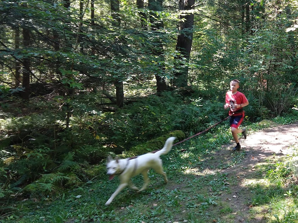 Hilltown Sleddogs | 27 Mt Rd, West Chesterfield, MA 01084, USA | Phone: (413) 296-0187