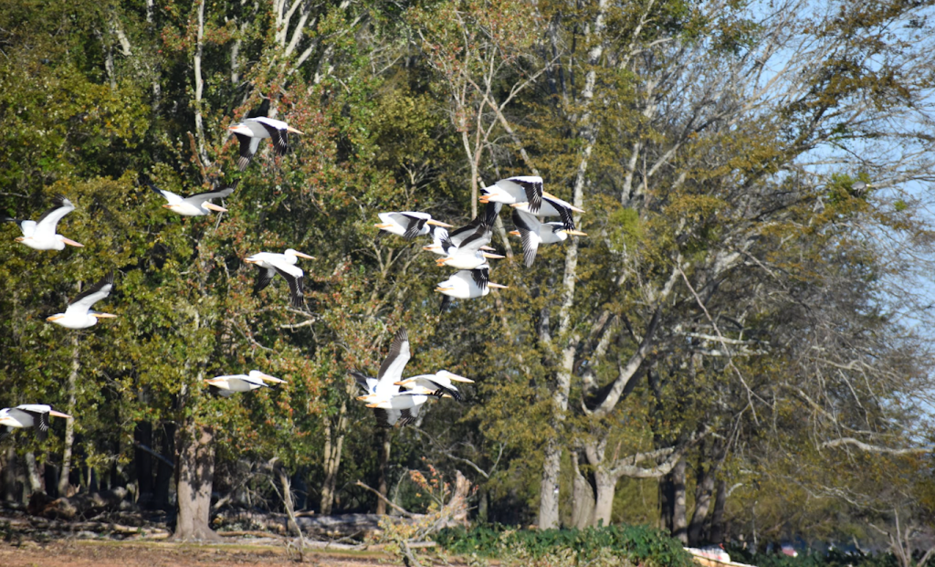 Lakeside Landing RV Park & Marina | 4600 Martin St S, Cropwell, AL 35054, USA | Phone: (205) 525-5701