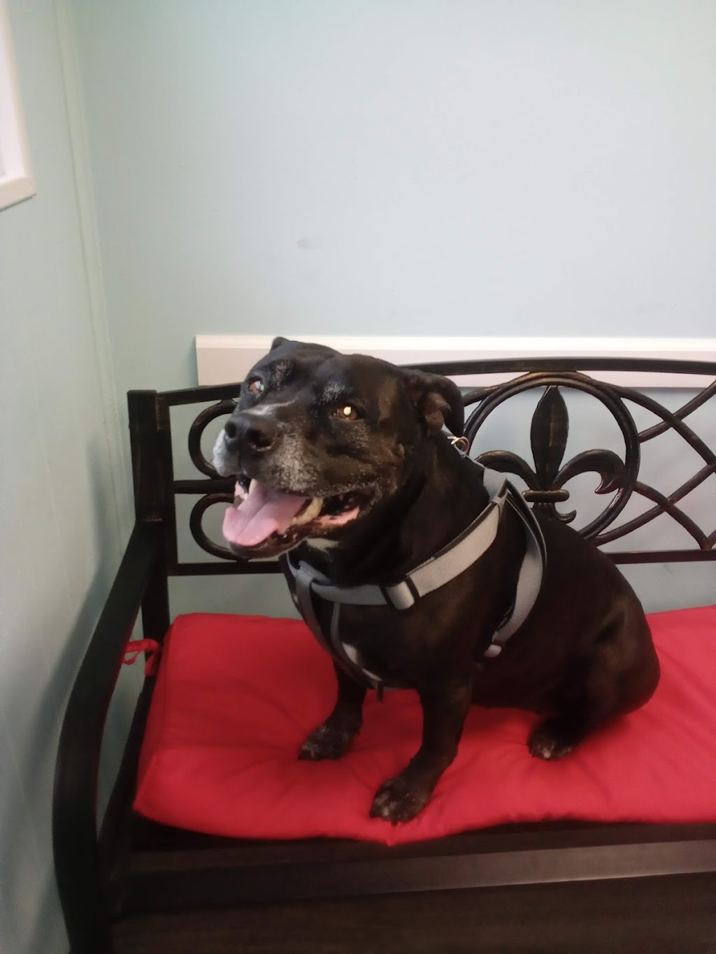 Lacombe Veterinary Hospital | 27351 North Highway 190, Lacombe, LA 70445, USA | Phone: (985) 218-9798