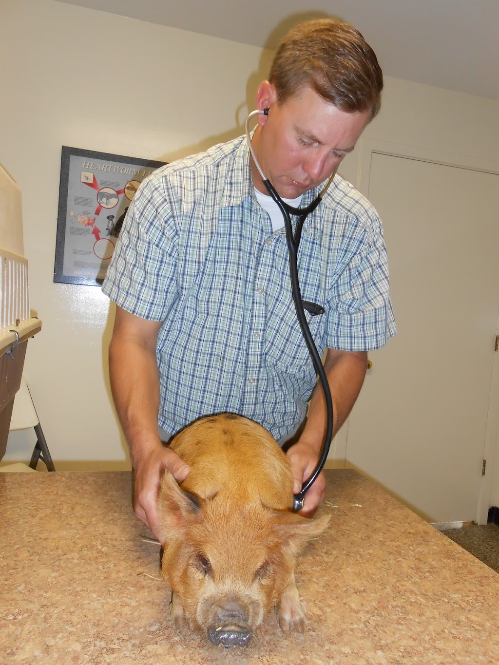 Chesdin Animal Hospital | 25026 Ferndale Rd, Petersburg, VA 23803, USA | Phone: (804) 732-6420