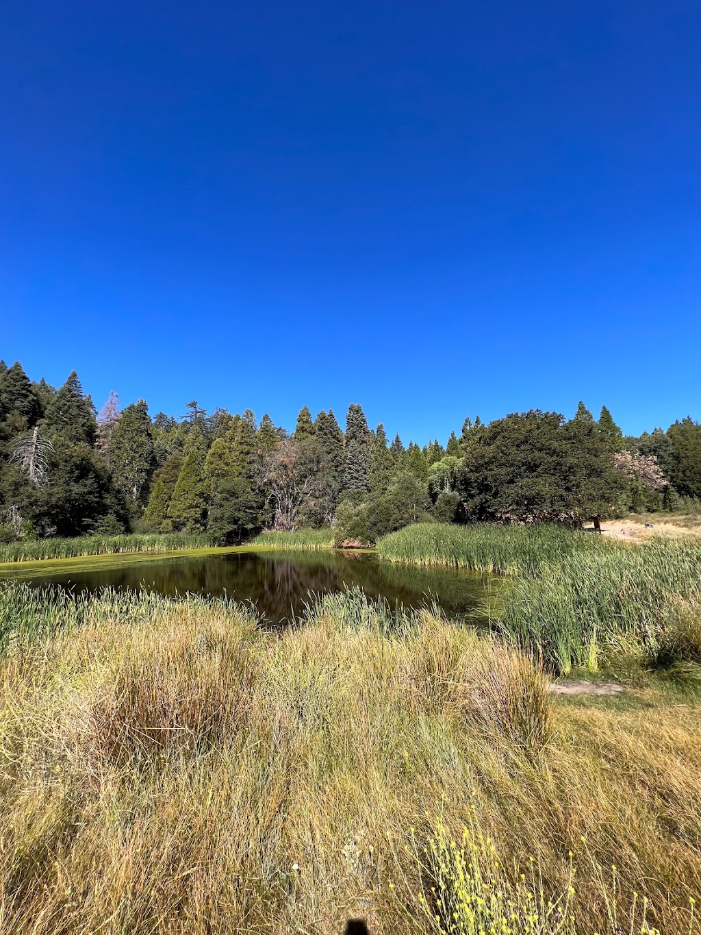 Palomar Mountain State Park | 19952 State Park Drive, Palomar Mountain, CA 92060, USA | Phone: (760) 742-3462