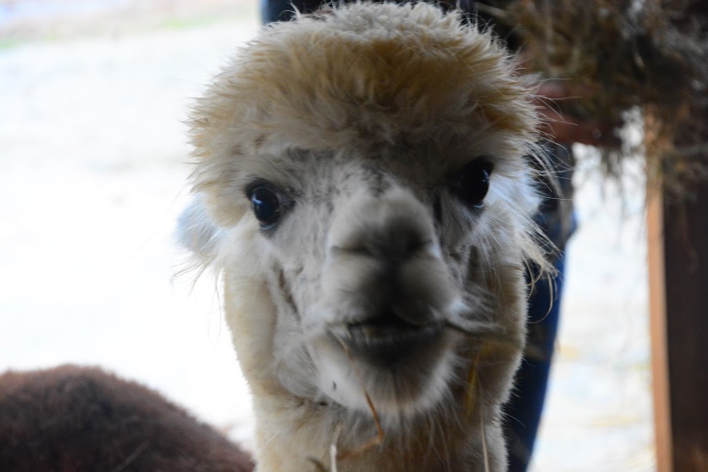 Fox Wire Farm Alpacas | 300 Turners Neck Rd, Toano, VA 23168, USA | Phone: (757) 707-5052