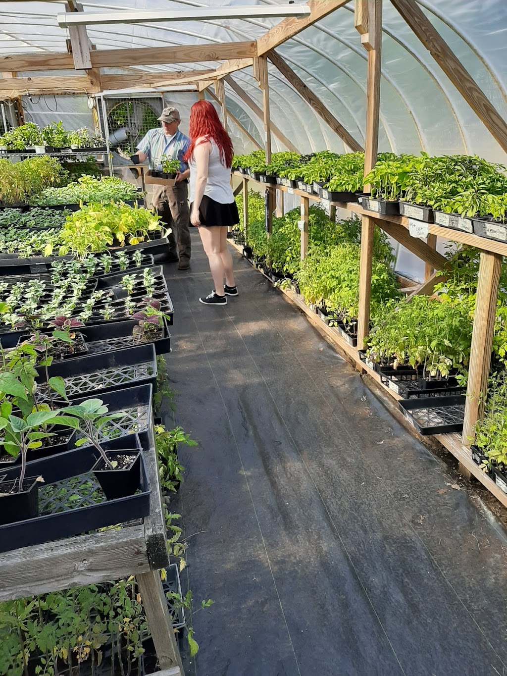 Hamms Greenhouse | 136 Flat Rock Church Rd, Louisburg, NC 27549, USA | Phone: (919) 946-4945