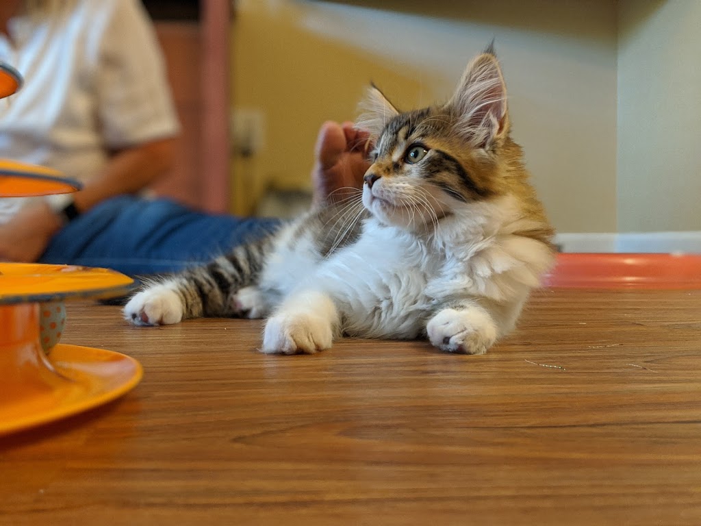 Samberkat Maine Coons | Lilburn, GA 30047 | Phone: (404) 408-7568