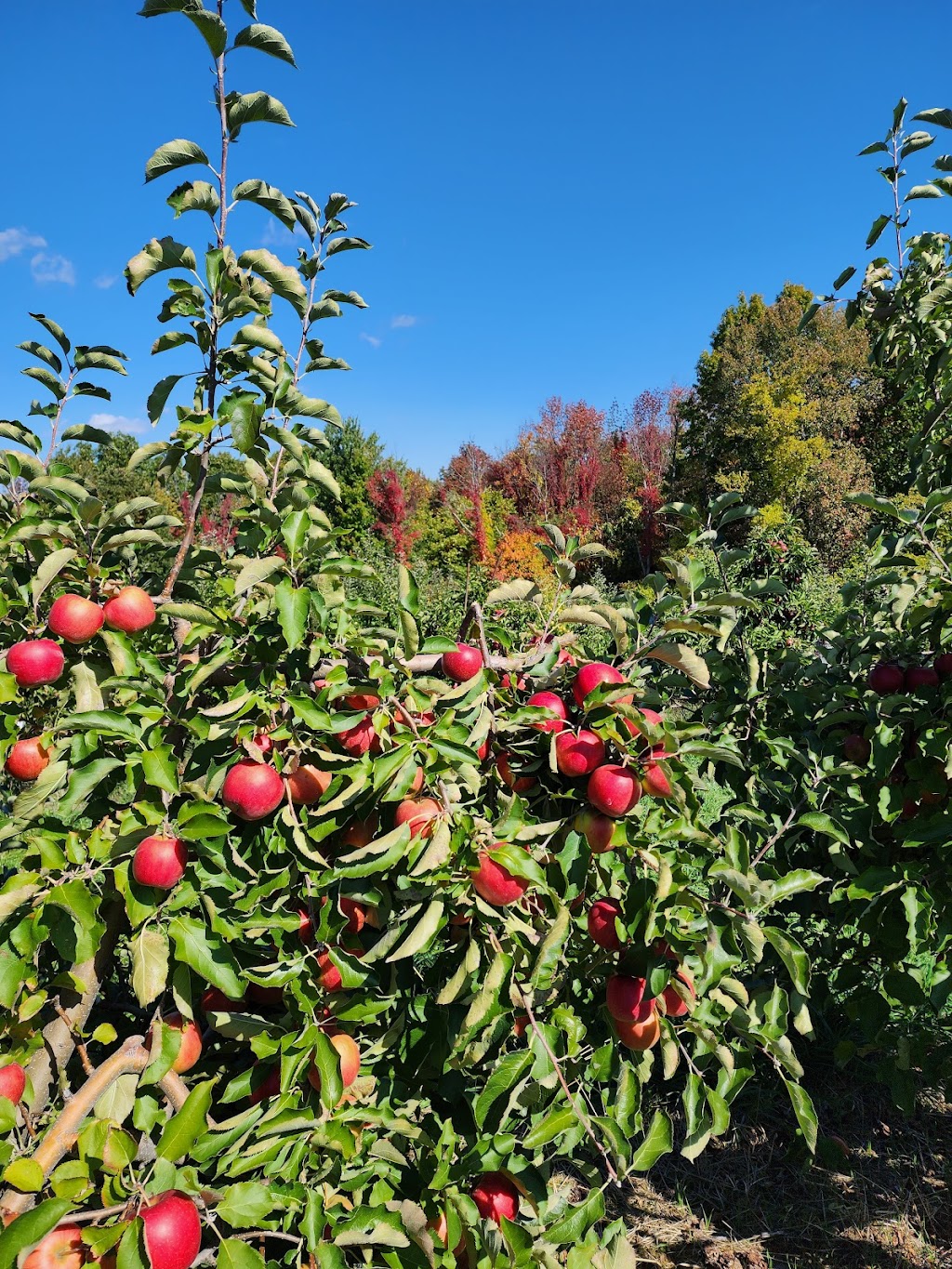 Apple Daves Distillery | 82 4 Corners Rd, Warwick, NY 10990, USA | Phone: (845) 772-1242