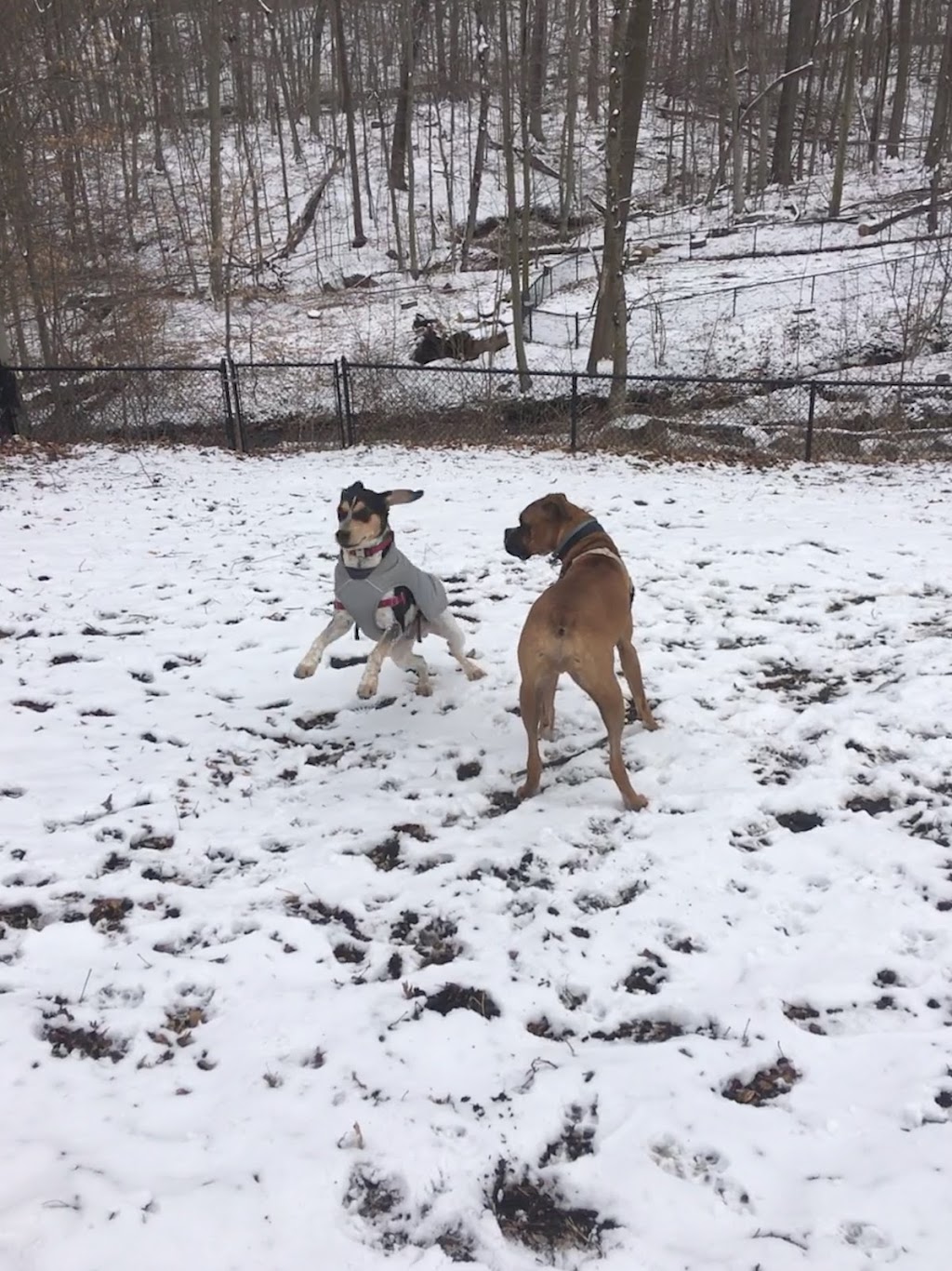 Rumbrook Park East Dog Park | 850 Dobbs Ferry Rd, White Plains, NY 10607, USA | Phone: (914) 693-8985