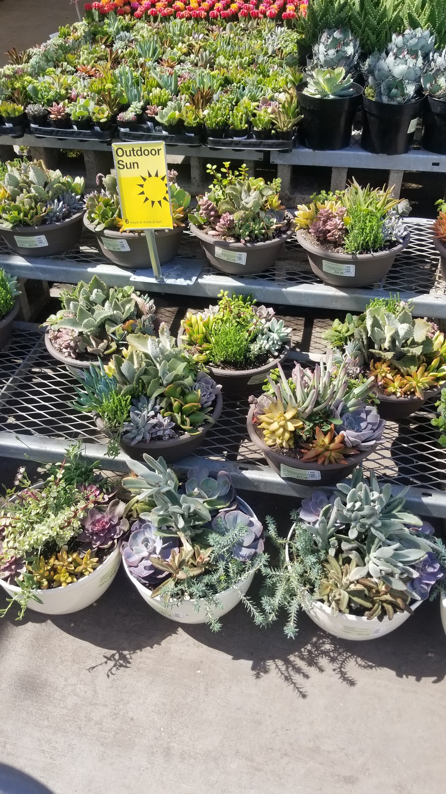 Garden Center at The Home Depot | 800 N Brookhurst St, Anaheim, CA 92801, USA | Phone: (714) 533-9930