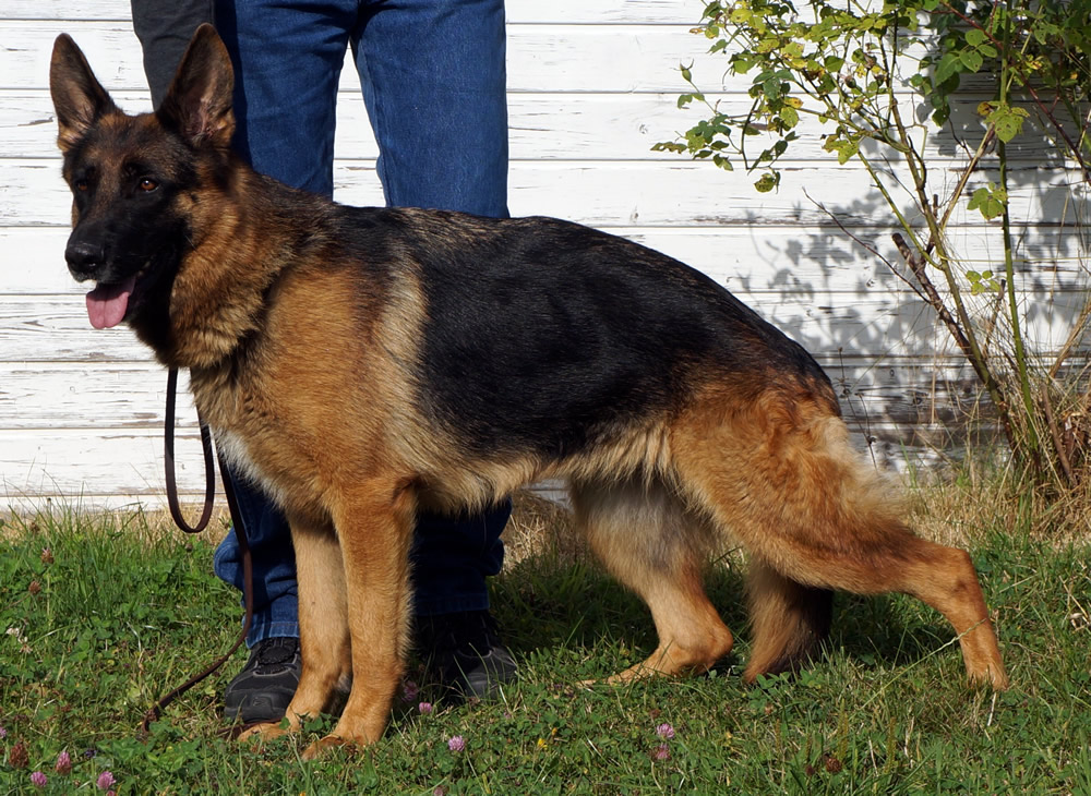 Von der Otto German Shepherds LLC | 2650 Ridgelake Ln, Rockwall, TX 75032, USA | Phone: (214) 232-3194